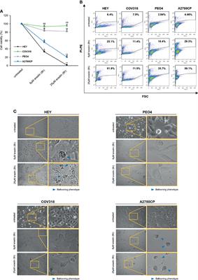 Iron Administration Overcomes Resistance to Erastin-Mediated Ferroptosis in Ovarian Cancer Cells